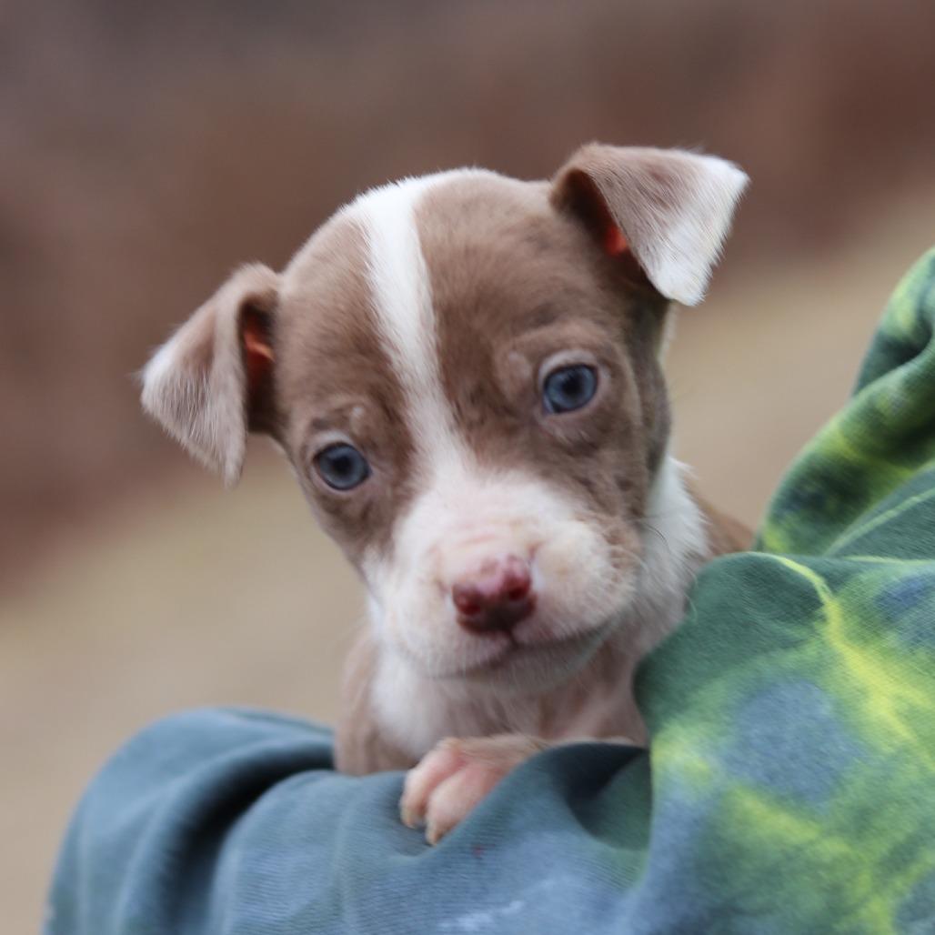 Enlarge CT Festus avail Dec 27, a Adoptable mixed breed in Stormville, NY image 5/5