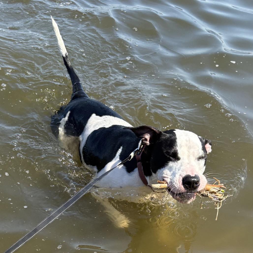 Mercedes (Tipsy), Adoptable, Adult Female Pit Bull Terrier & Labrador Retriever.