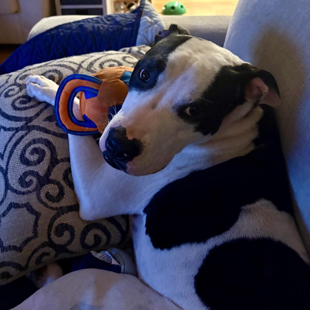Enlarge Mercedes (Tipsy), a Adoptable mixed breed in Reisterstown, MD image 4/5