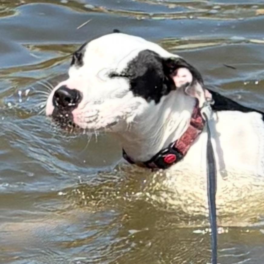 Enlarge Mercedes (Tipsy), a Adoptable mixed breed in Reisterstown, MD image 5/5
