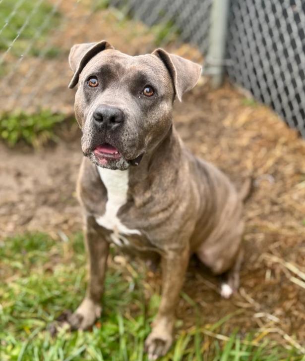 Enlarge Annette, a ADOPTABLE mixed breed in St. Joseph, MI image 1/1