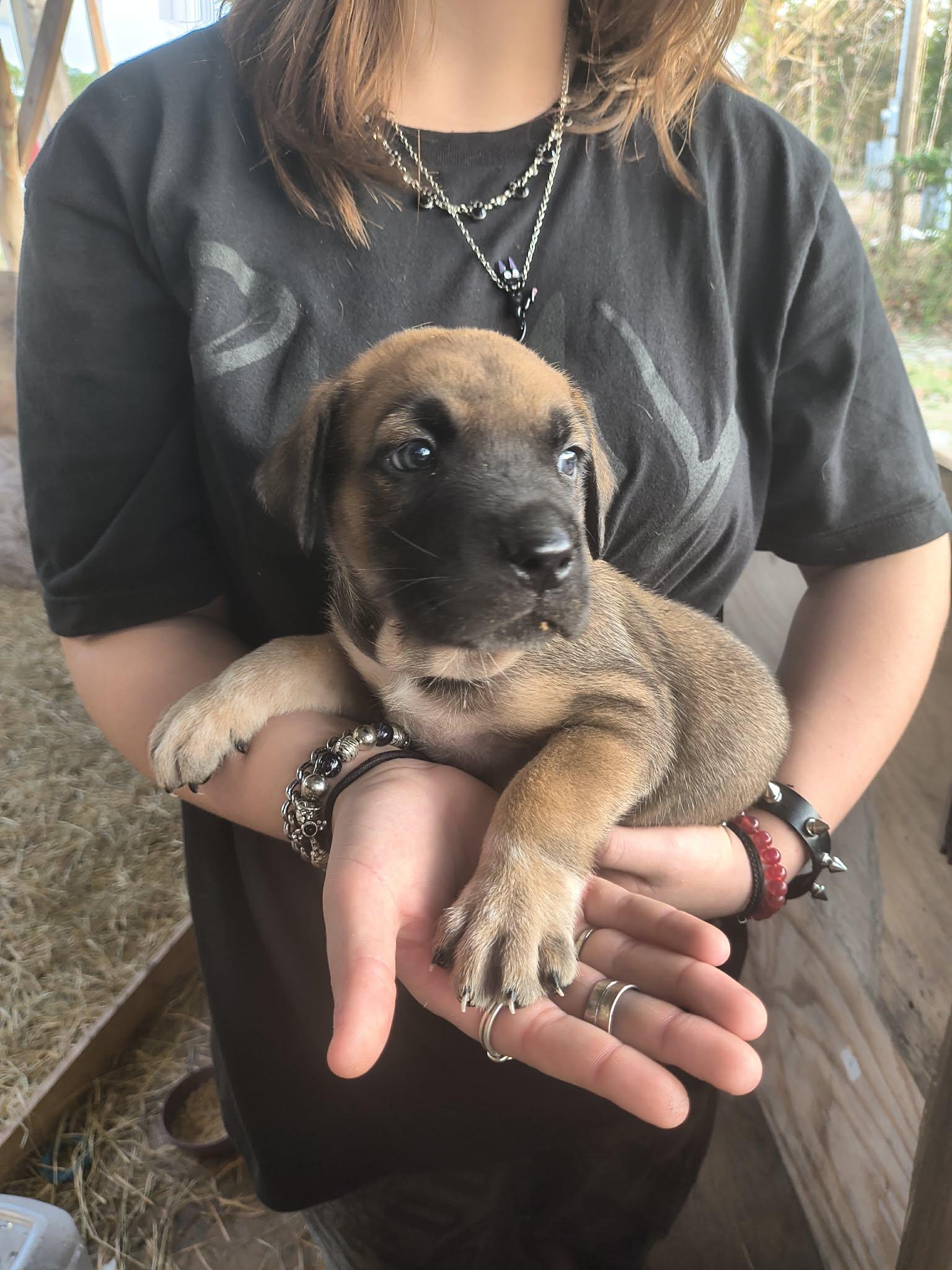 Lazer, ADOPTABLE, Puppy Male Great Dane & German Shepherd Dog.