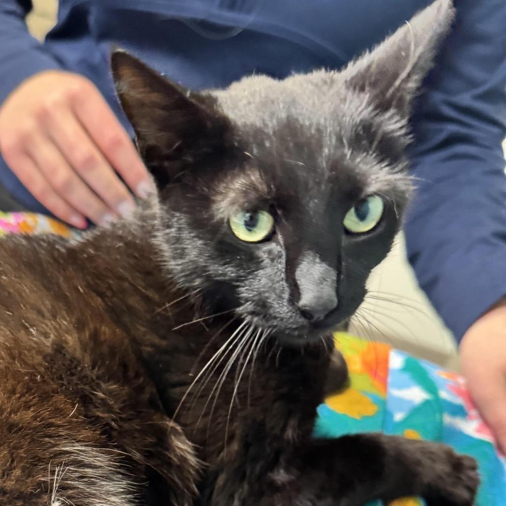Mags, Adoptable, Young Female Domestic Short Hair.