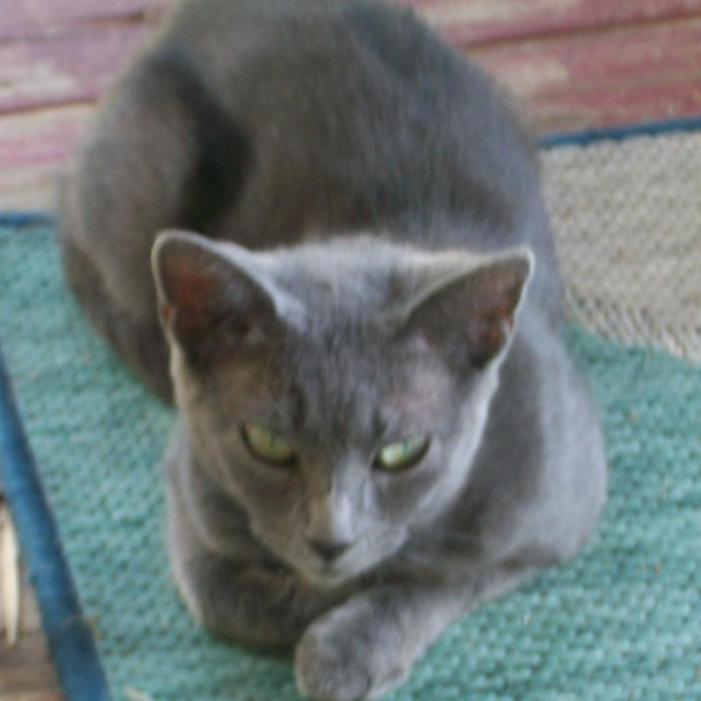 Missy, Adoptable, Adult Female Domestic Short Hair.