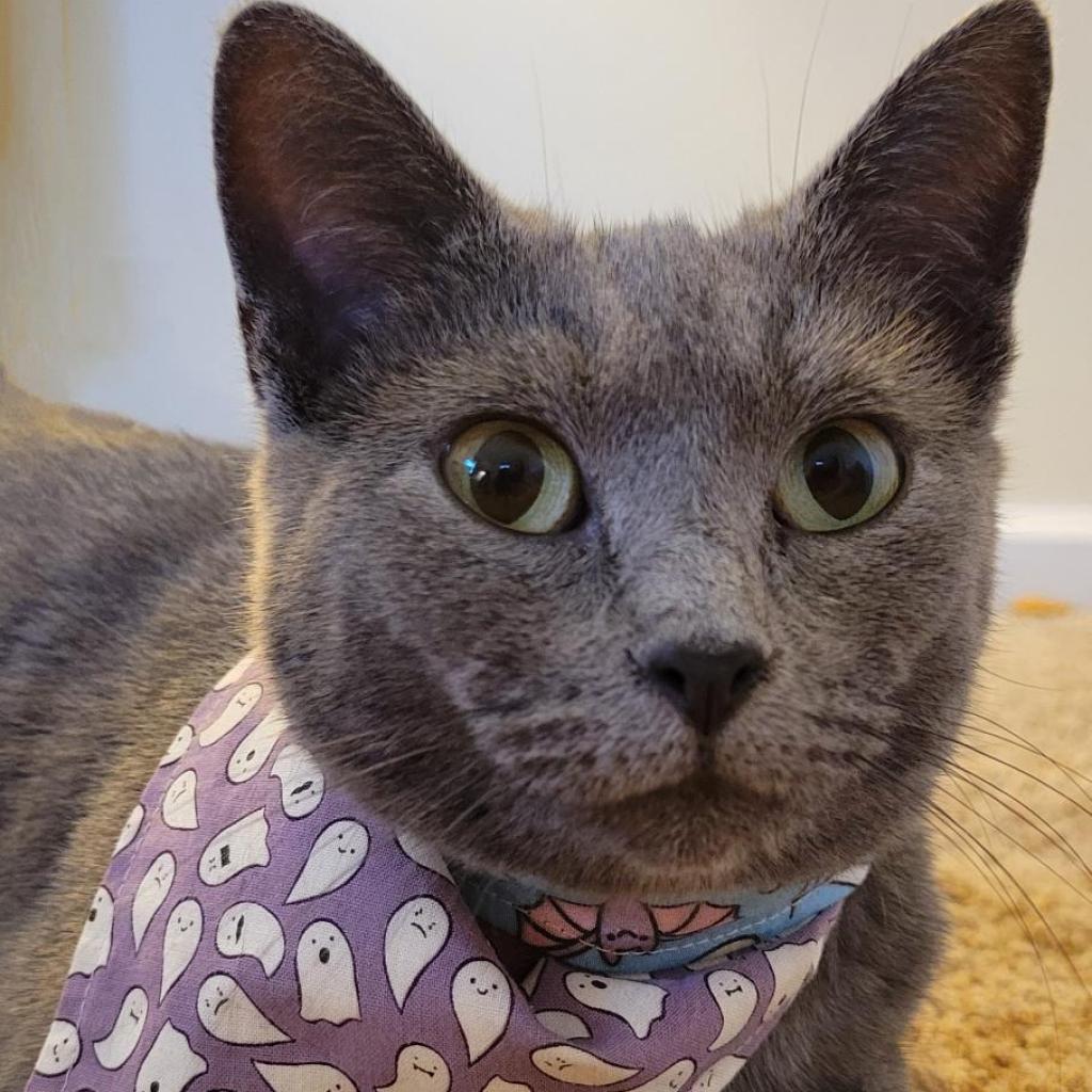 Enlarge Missy, a Adoptable Domestic Short Hair in Winchester, VA image 2/4