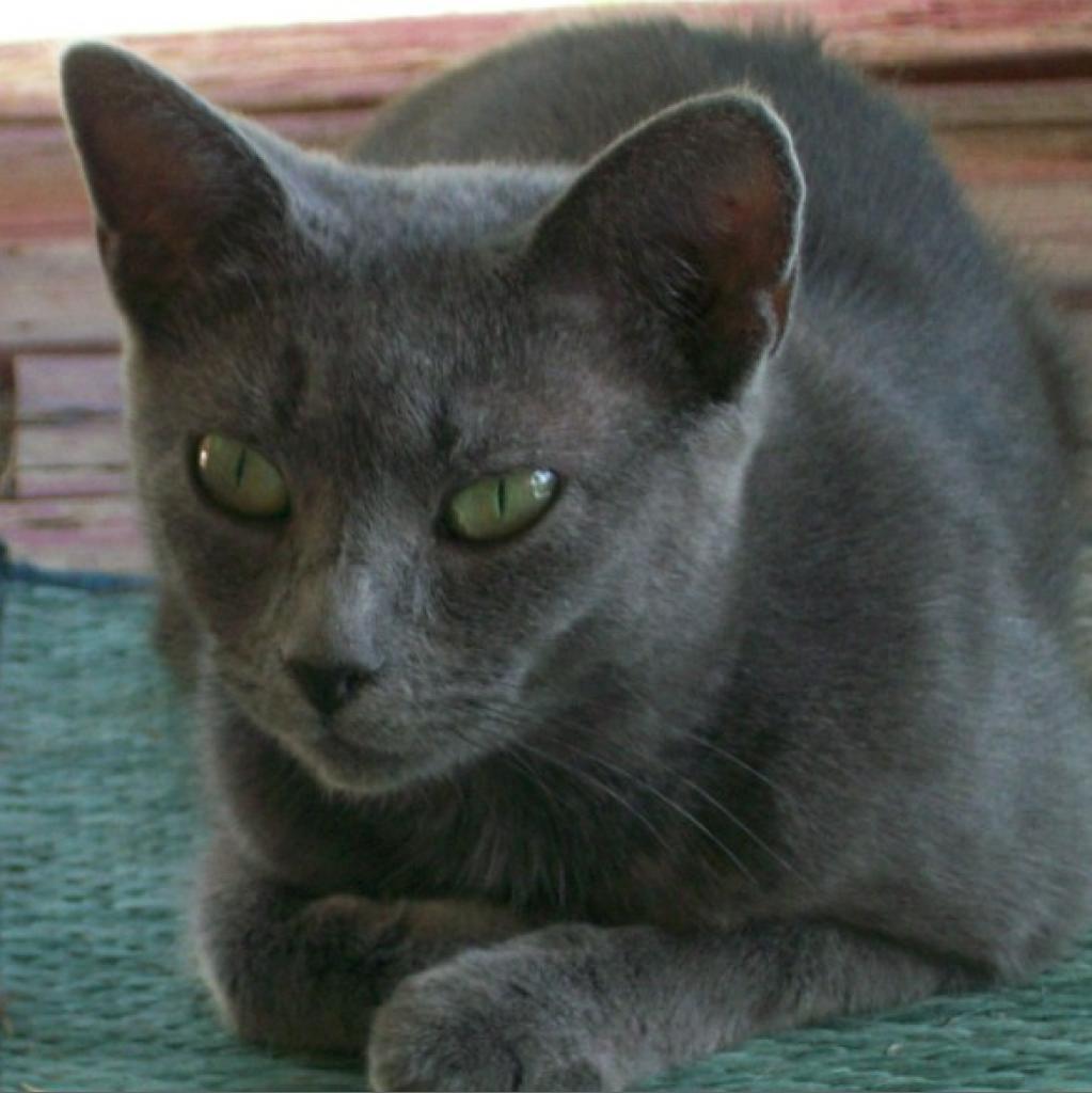 Enlarge Missy, a Adoptable Domestic Short Hair in Winchester, VA image 3/4