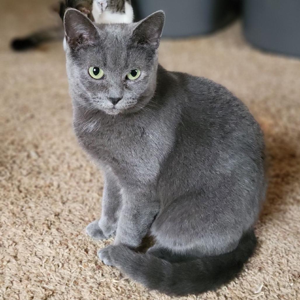 Enlarge Missy, a Adoptable Domestic Short Hair in Winchester, VA image 4/4