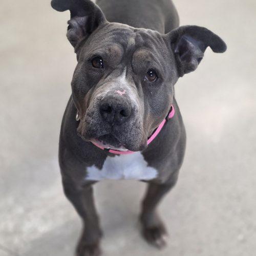 Bea, Adoptable, Young Female Pit Bull Terrier.