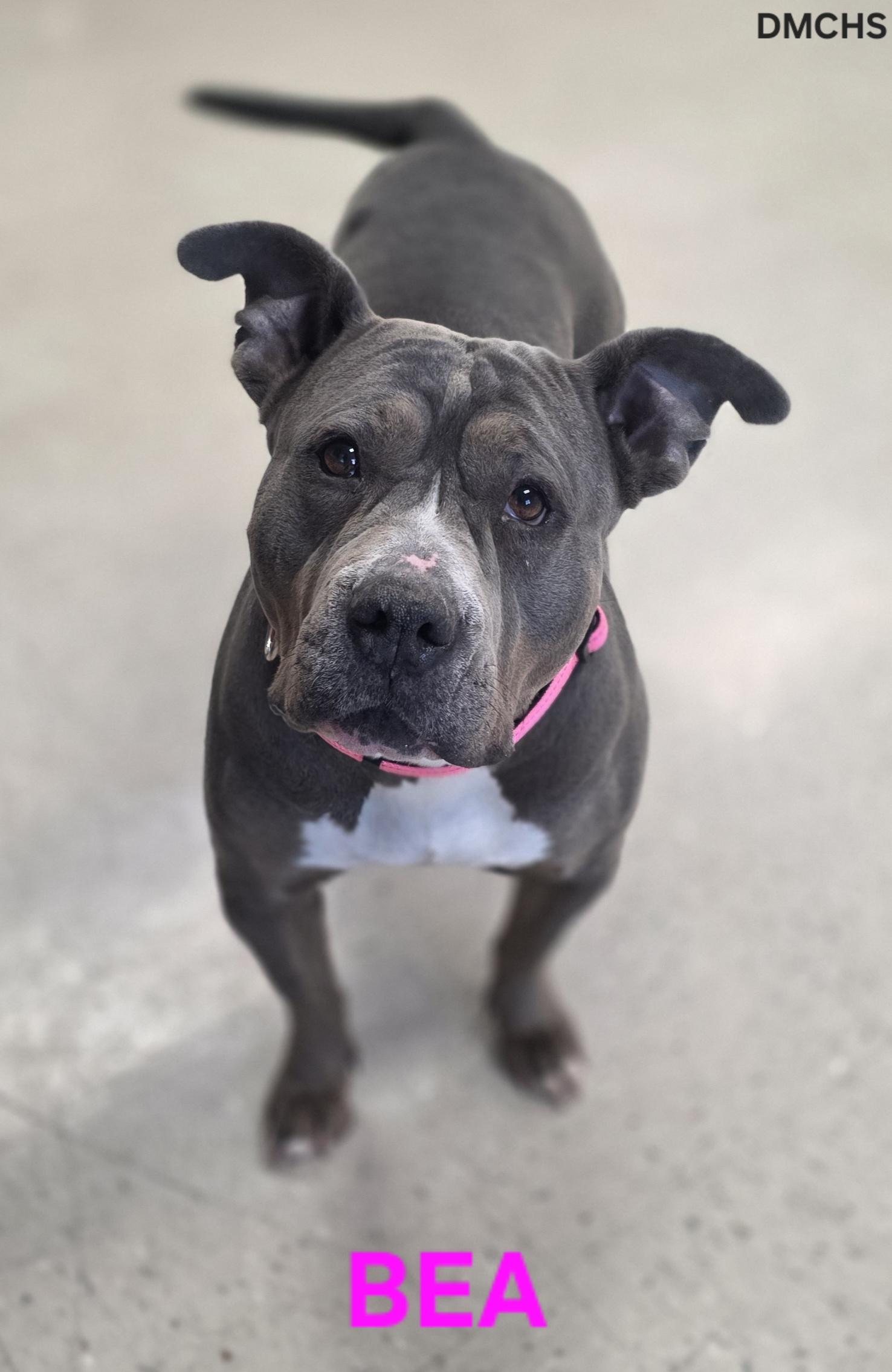 Bea, Adoptable, Young Female Pit Bull Terrier.
