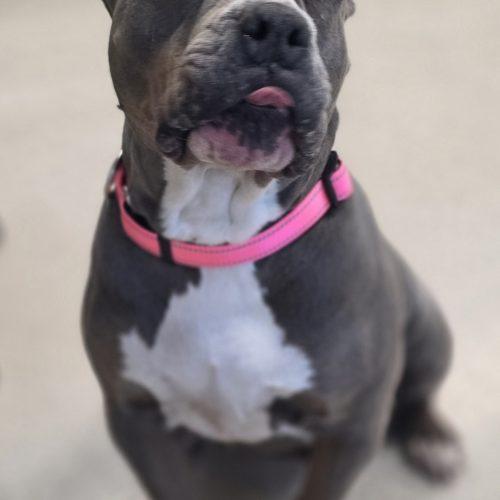 Enlarge Bea, a Adoptable Pit Bull Terrier in Burlington, IA image 2/5