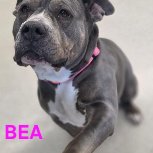 Enlarge Bea, a Adoptable Pit Bull Terrier in Burlington, IA image 3/5