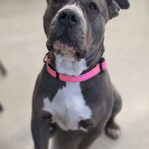 Enlarge Bea, a Adoptable Pit Bull Terrier in Burlington, IA image 4/5