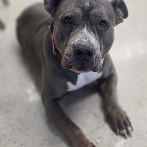 Enlarge Bea, a Adoptable Pit Bull Terrier in Burlington, IA image 5/5