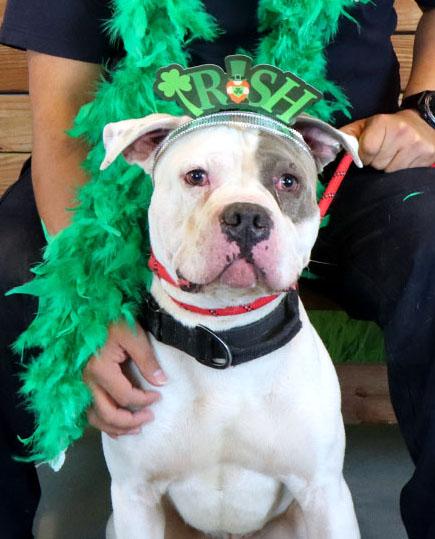 Enlarge Jay (AO35985), a ADOPTABLE mixed breed in Kansas City, KS image 2/6