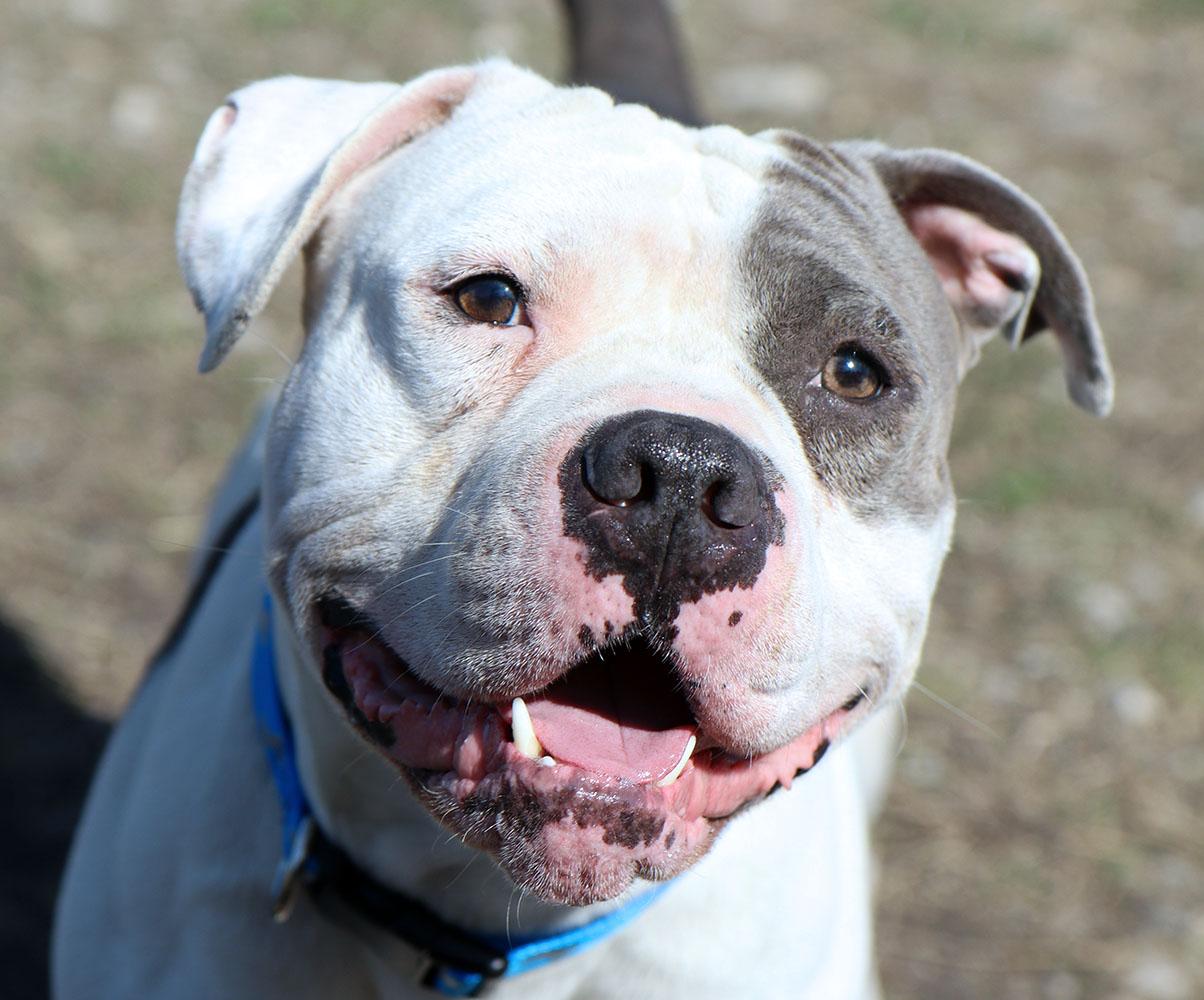 Jay (AO35985), ADOPTABLE, Young Male American Bulldog.