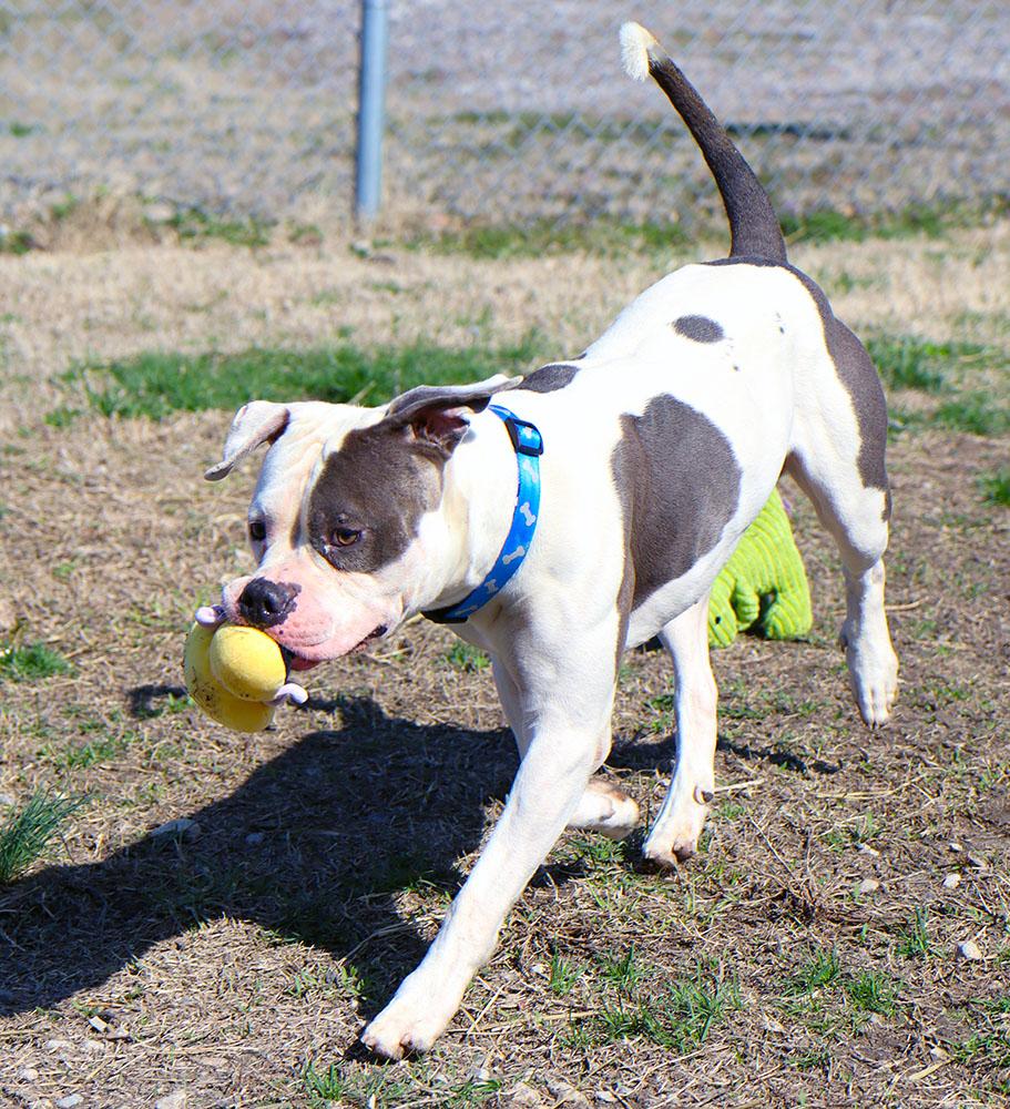 Enlarge Jay (AO35985), a ADOPTABLE mixed breed in Kansas City, KS image 5/6
