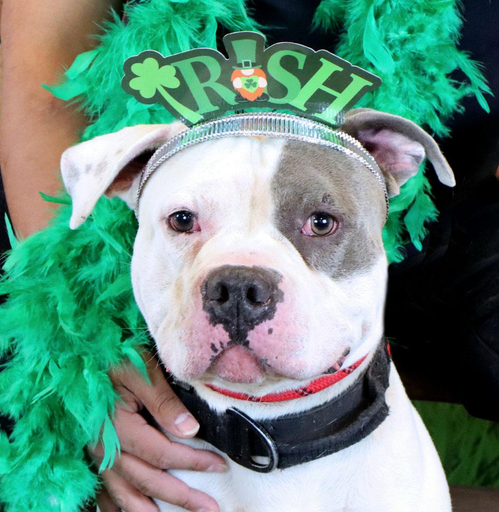 Enlarge Jay (AO35985), a ADOPTABLE mixed breed in Kansas City, KS image 6/6