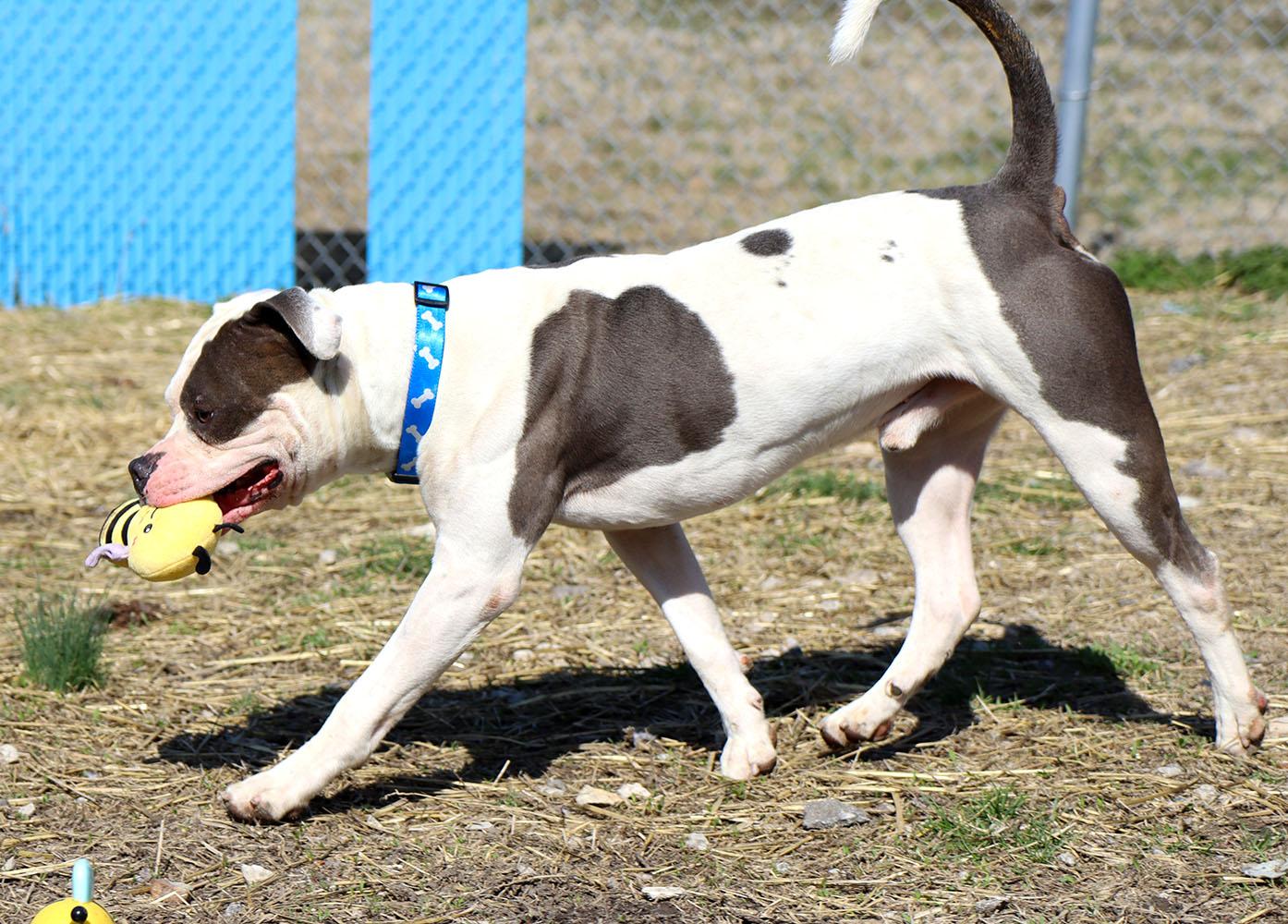 Enlarge Jay (AO35985), a ADOPTABLE mixed breed in Kansas City, KS image 3/6