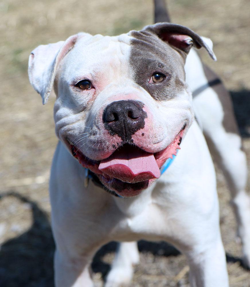 Enlarge Jay (AO35985), a ADOPTABLE mixed breed in Kansas City, KS image 4/6