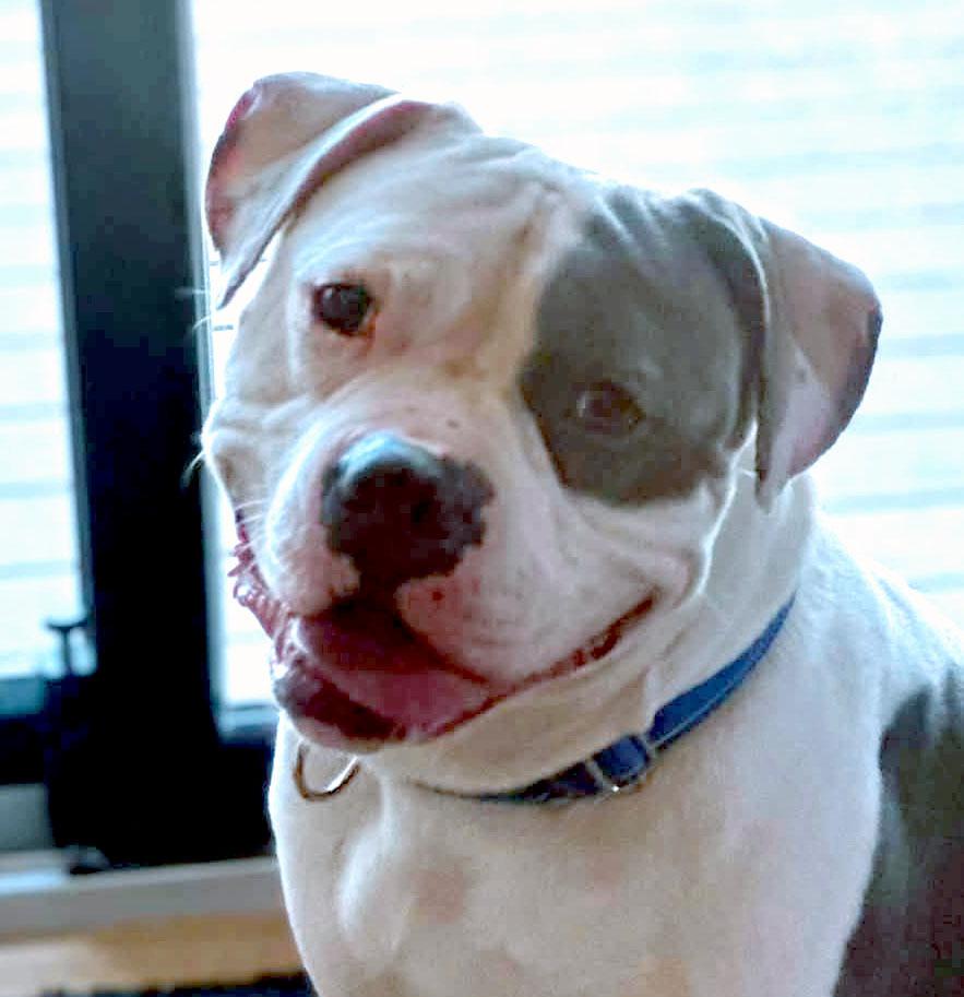 Jay (AO35985), Adoptable, Young Male American Bulldog.