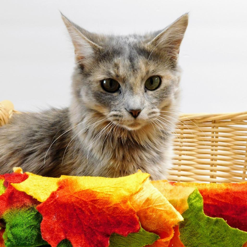 Jules, Adoptable, Young Female Domestic Long Hair.