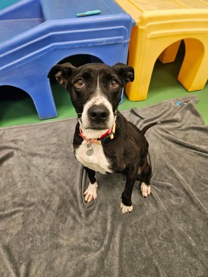 Georgia, Adoptable, Adult Female Pit Bull Terrier & Mixed Breed.