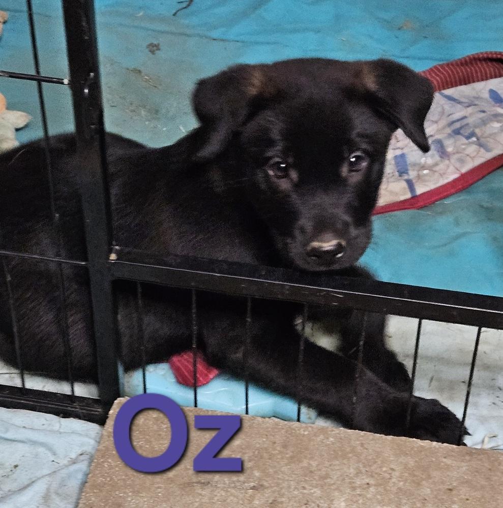 Oz, Adoptable, Puppy Male Labrador Retriever.