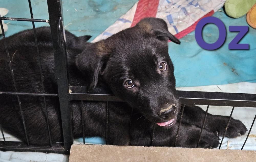 Enlarge Oz, a Adoptable mixed breed in Peoria, IL image 2/6
