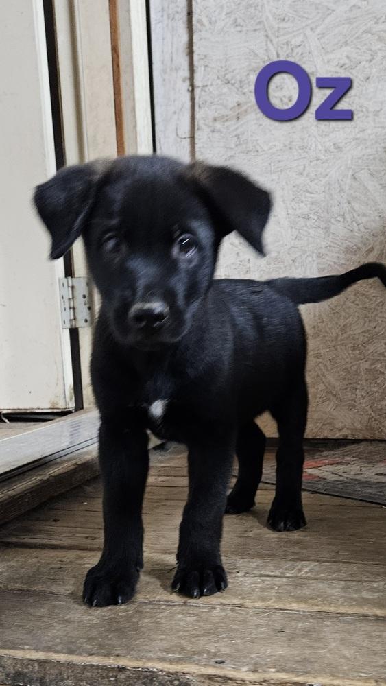Enlarge Oz, a Adoptable mixed breed in Peoria, IL image 3/6