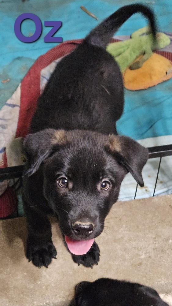 Enlarge Oz, a Adoptable mixed breed in Peoria, IL image 4/6