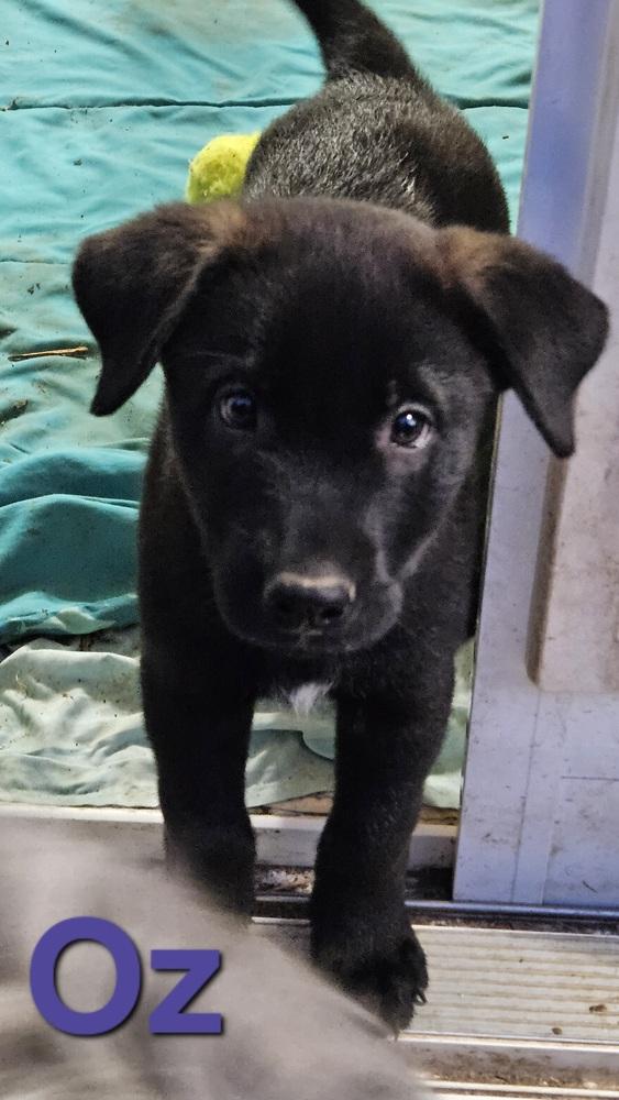 Enlarge Oz, a Adoptable mixed breed in Peoria, IL image 5/6