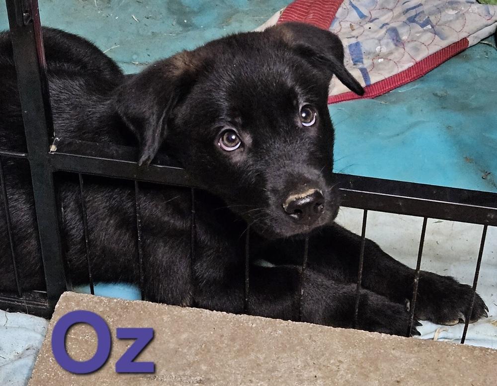 Enlarge Oz, a Adoptable mixed breed in Peoria, IL image 6/6