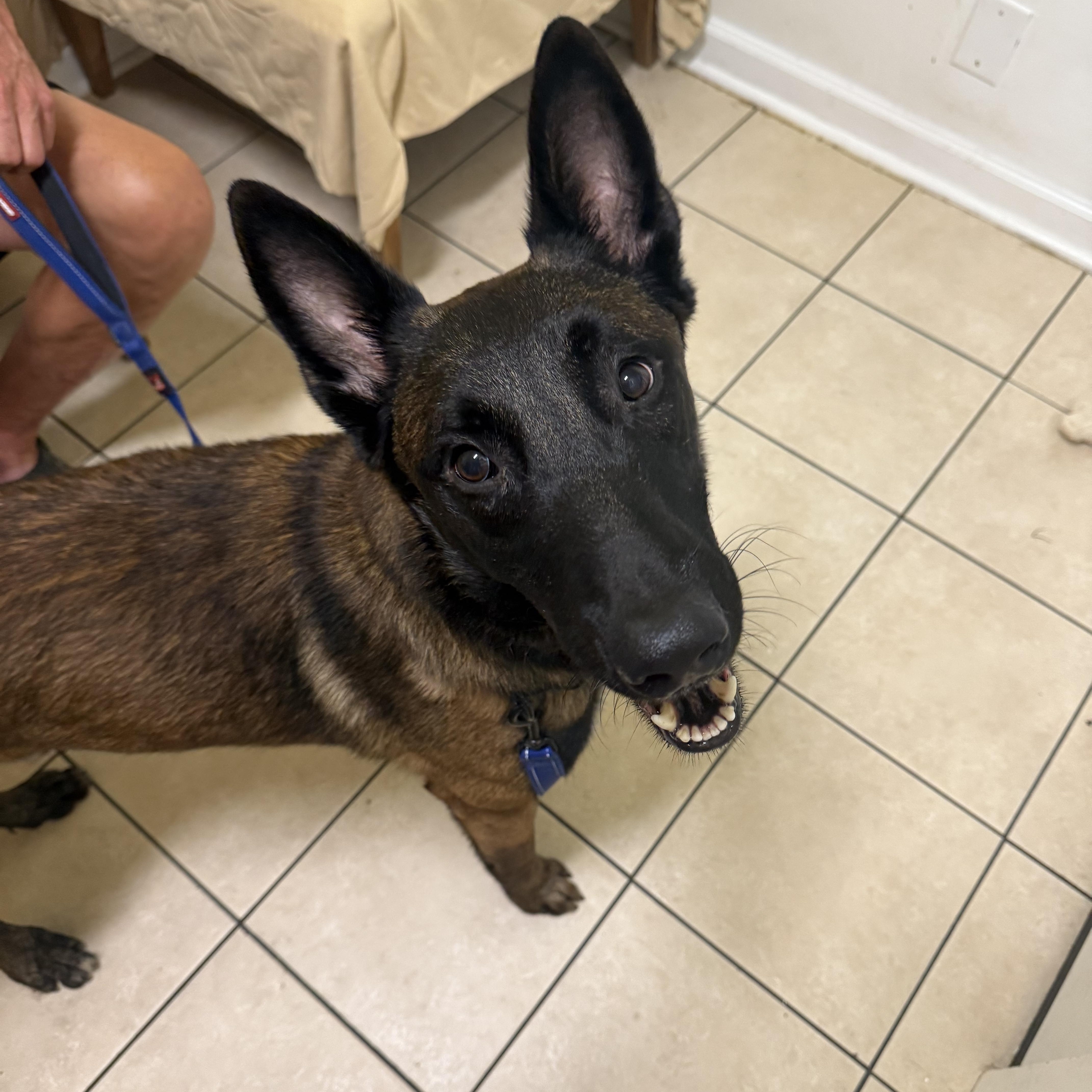 Enlarge Luka, a Adoptable Belgian Shepherd / Malinois in Hendersonville, TN image 1/1