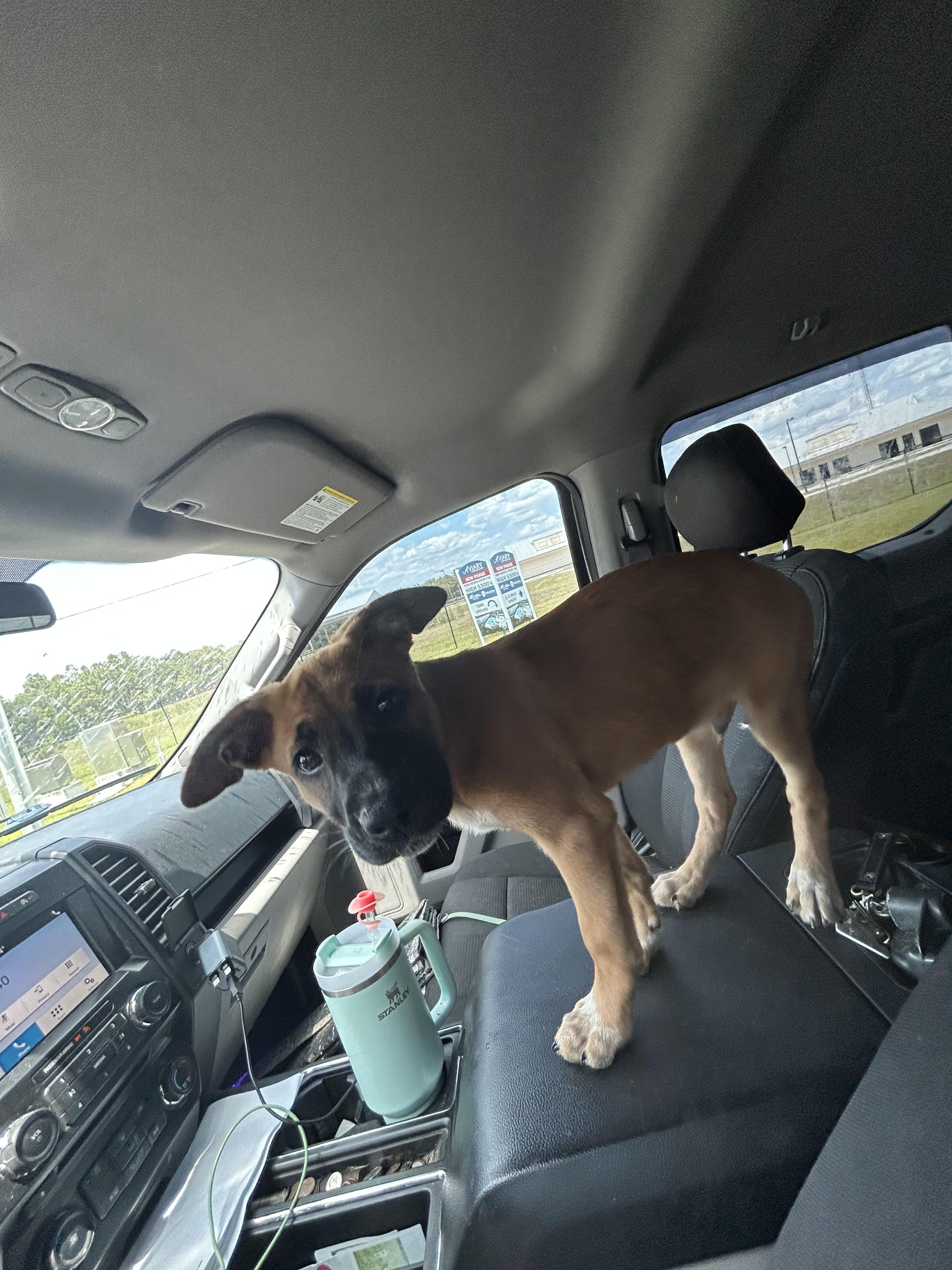 Jax, Adoptable, Puppy Male Belgian Shepherd / Malinois.