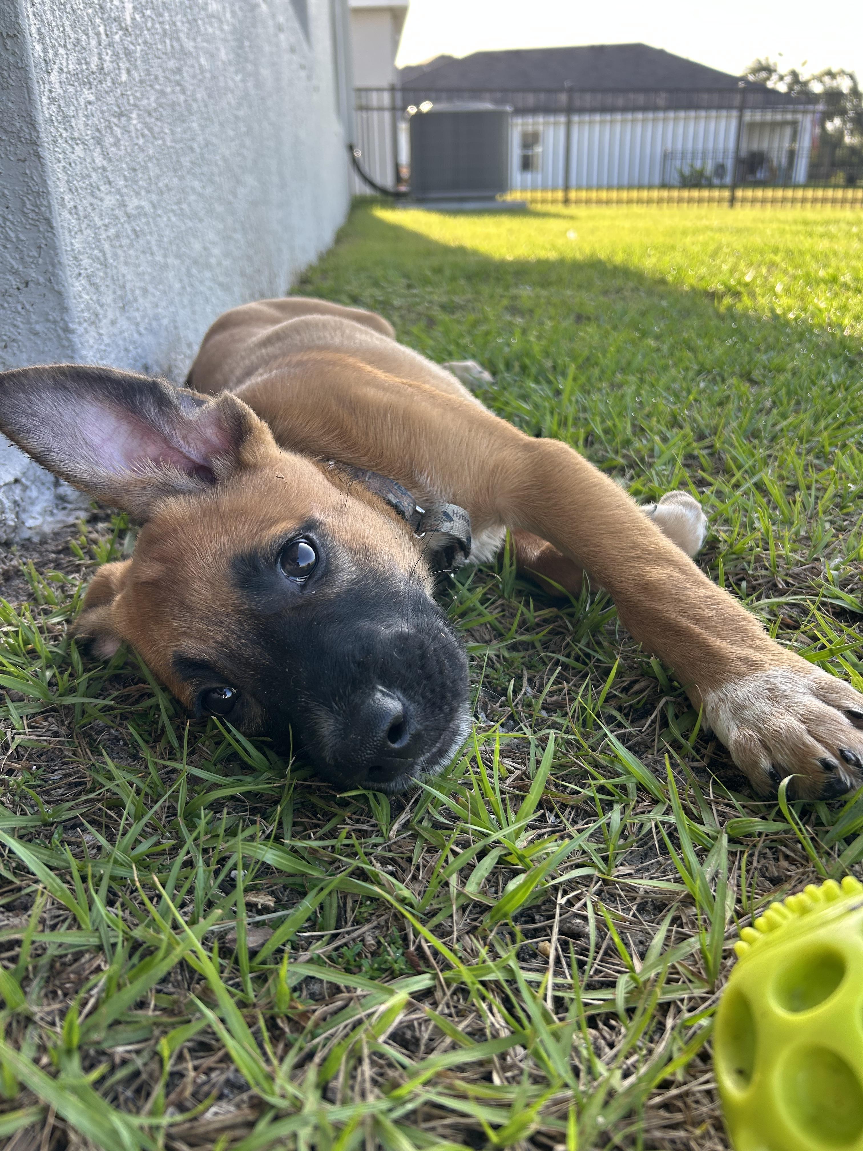 Enlarge Jax, a Adoptable mixed breed in Parrish, FL image 2/6