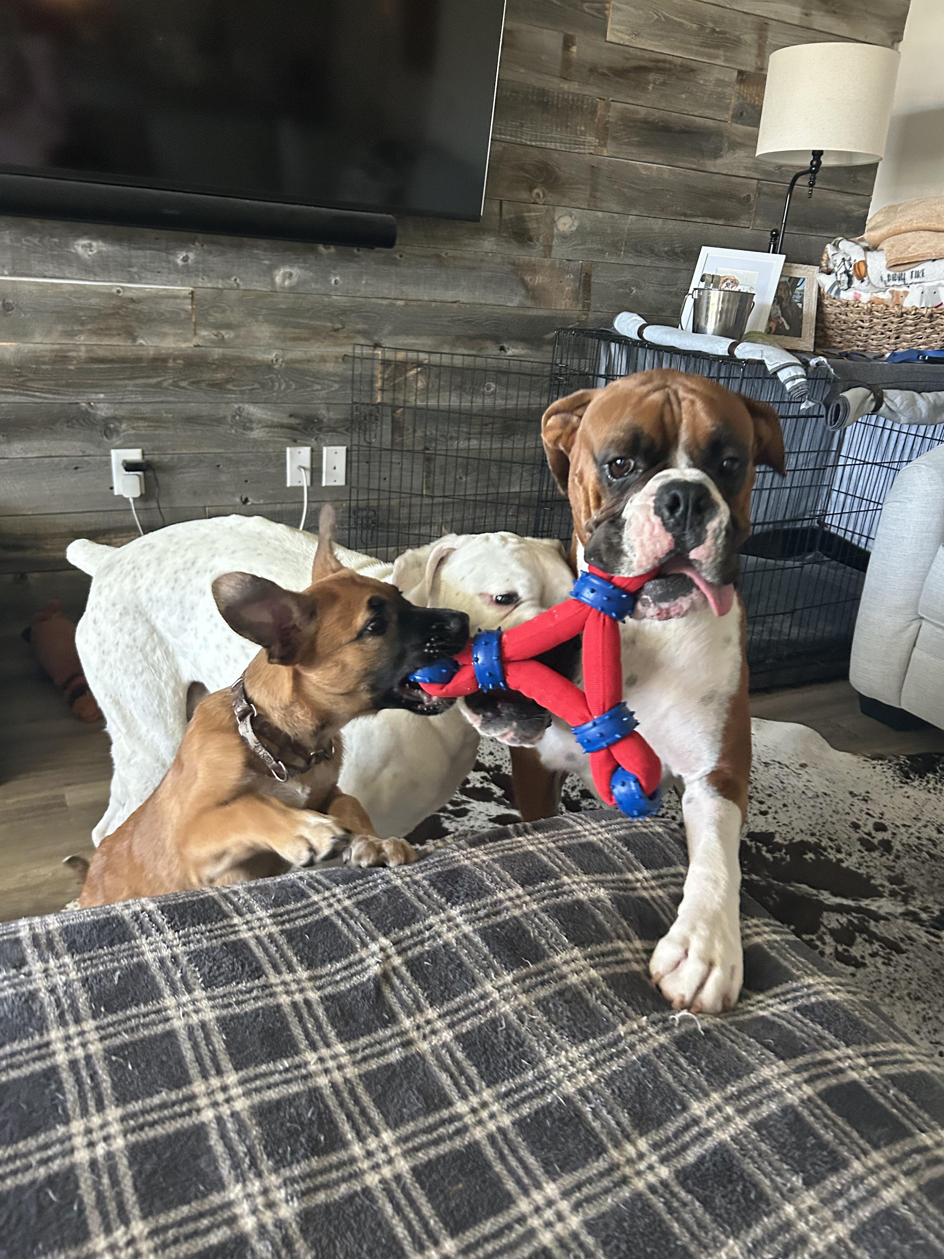 Enlarge Jax, a Adoptable mixed breed in Parrish, FL image 3/6