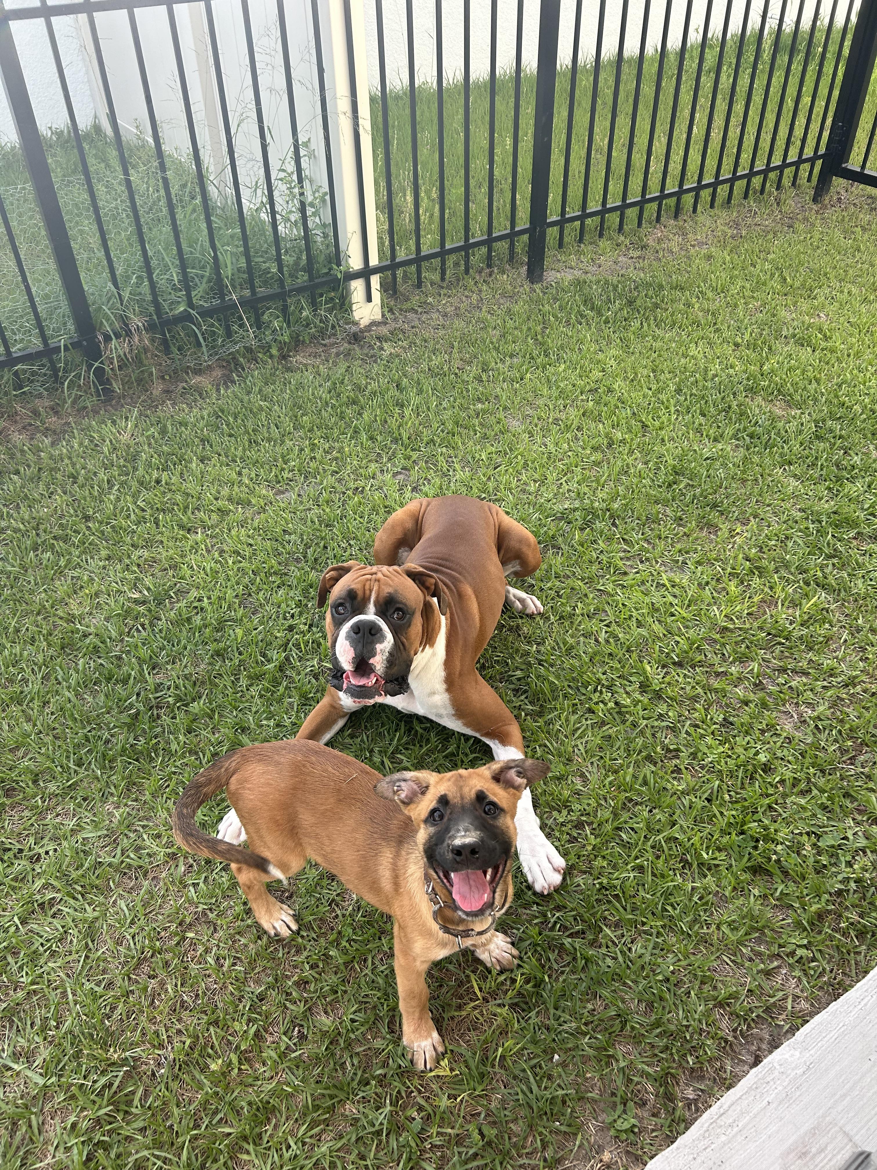 Enlarge Jax, a Adoptable mixed breed in Parrish, FL image 4/6