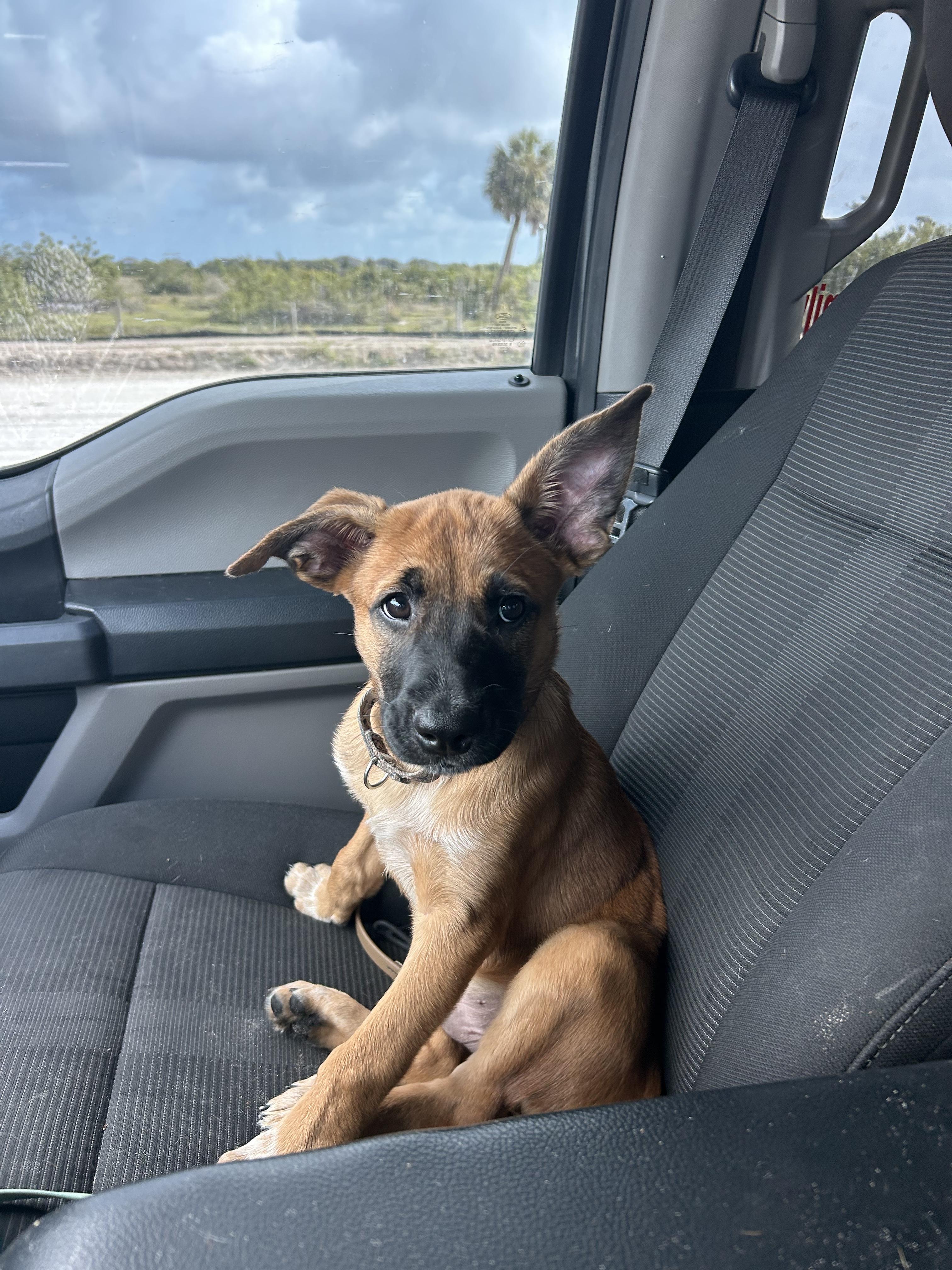 Enlarge Jax, a Adoptable mixed breed in Parrish, FL image 5/6