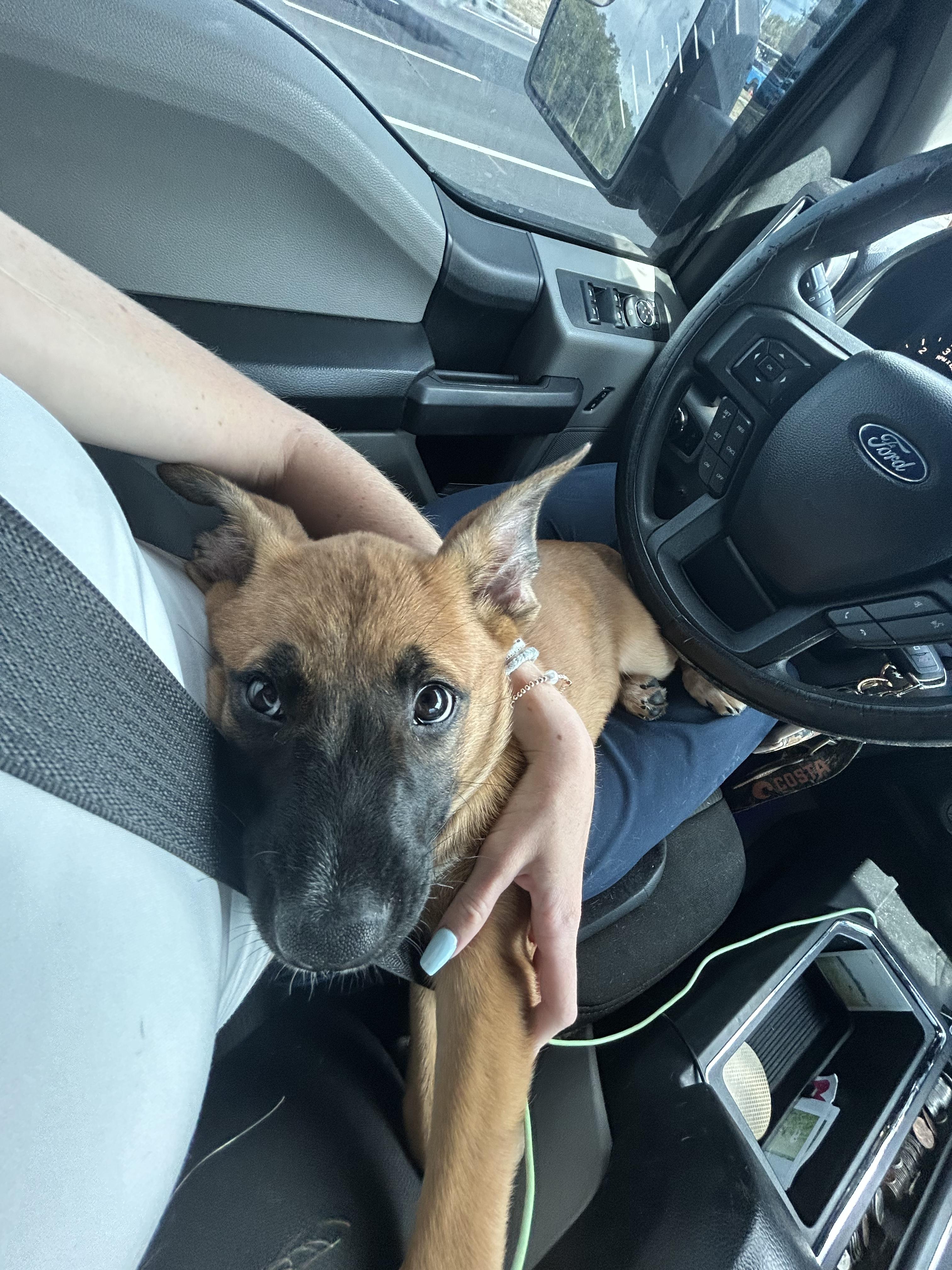 Enlarge Jax, a Adoptable mixed breed in Parrish, FL image 6/6