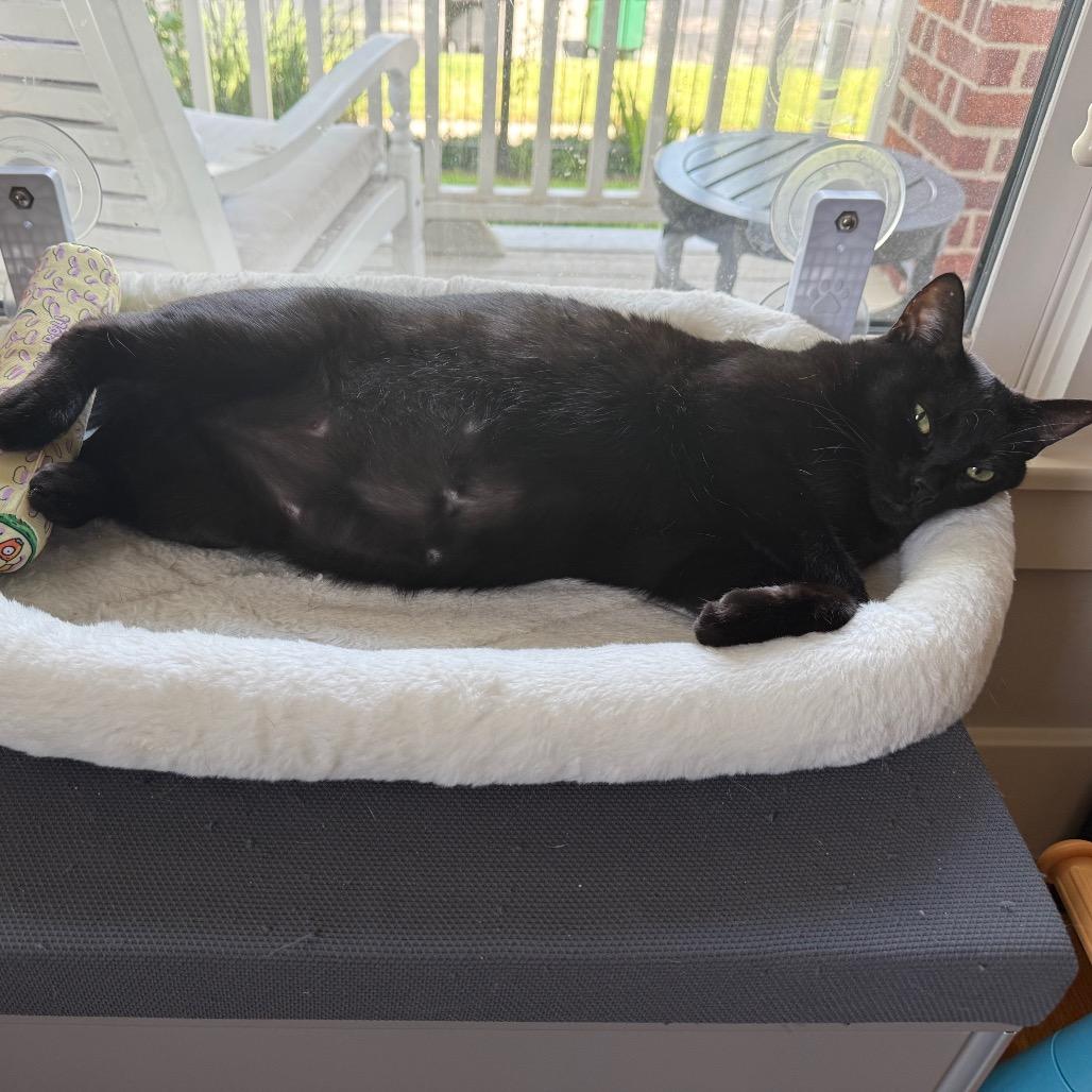 Enlarge Luna, a Adoptable Domestic Short Hair in Houston, TX image 5/5