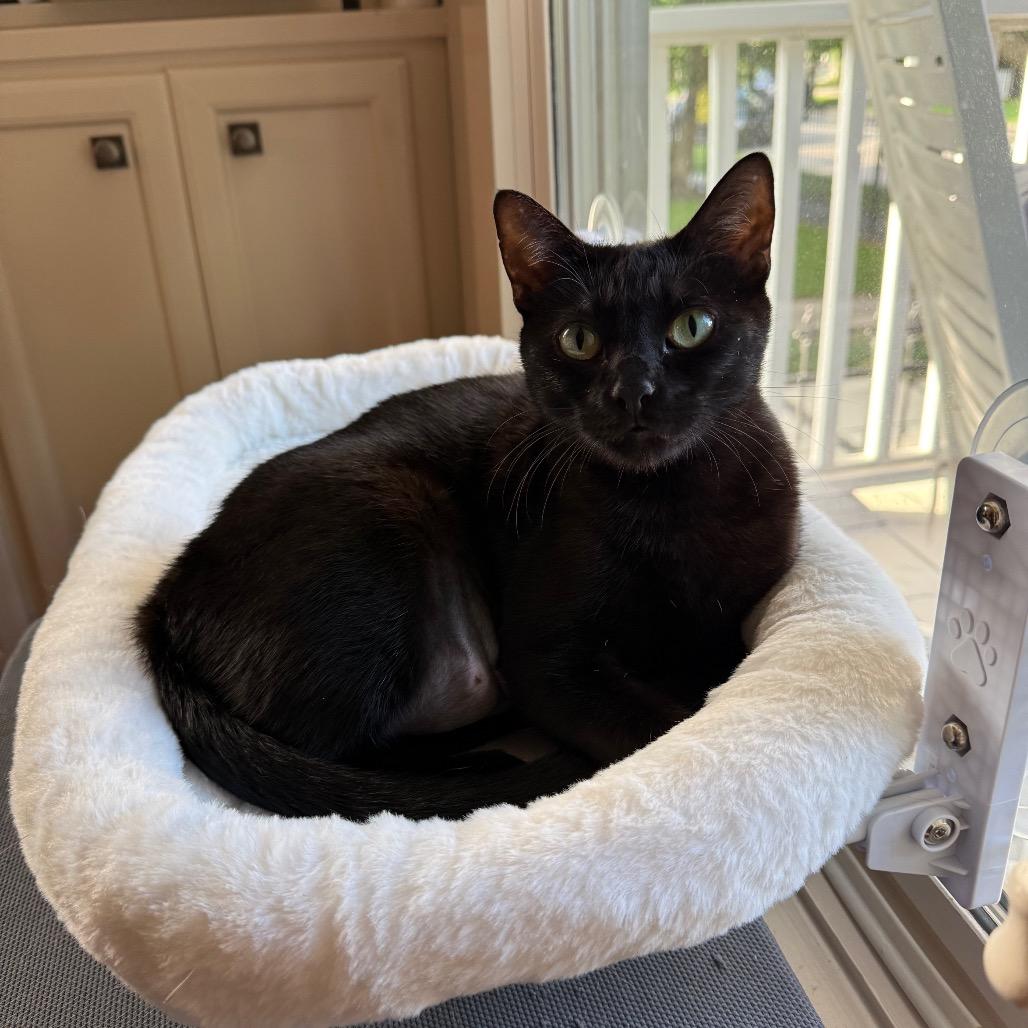 Enlarge Luna, a Adoptable Domestic Short Hair in Houston, TX image 4/5