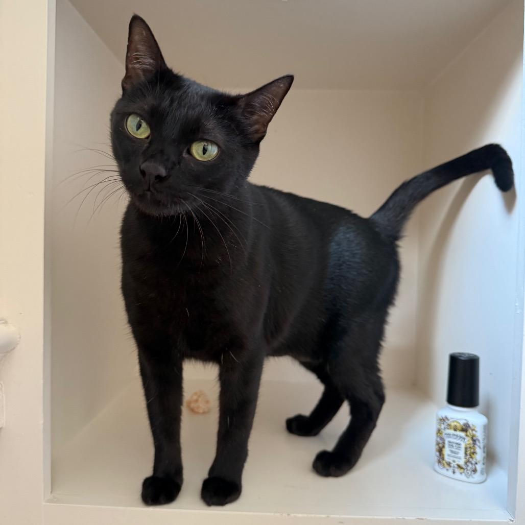 Enlarge Luna, a Adoptable Domestic Short Hair in Houston, TX image 1/5