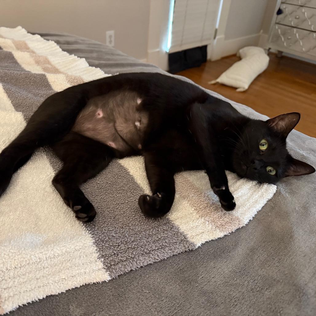 Enlarge Luna, a Adoptable Domestic Short Hair in Houston, TX image 3/5