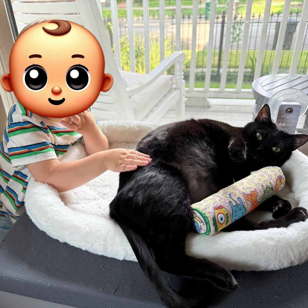 Enlarge Luna, a Adoptable Domestic Short Hair in Houston, TX image 2/5