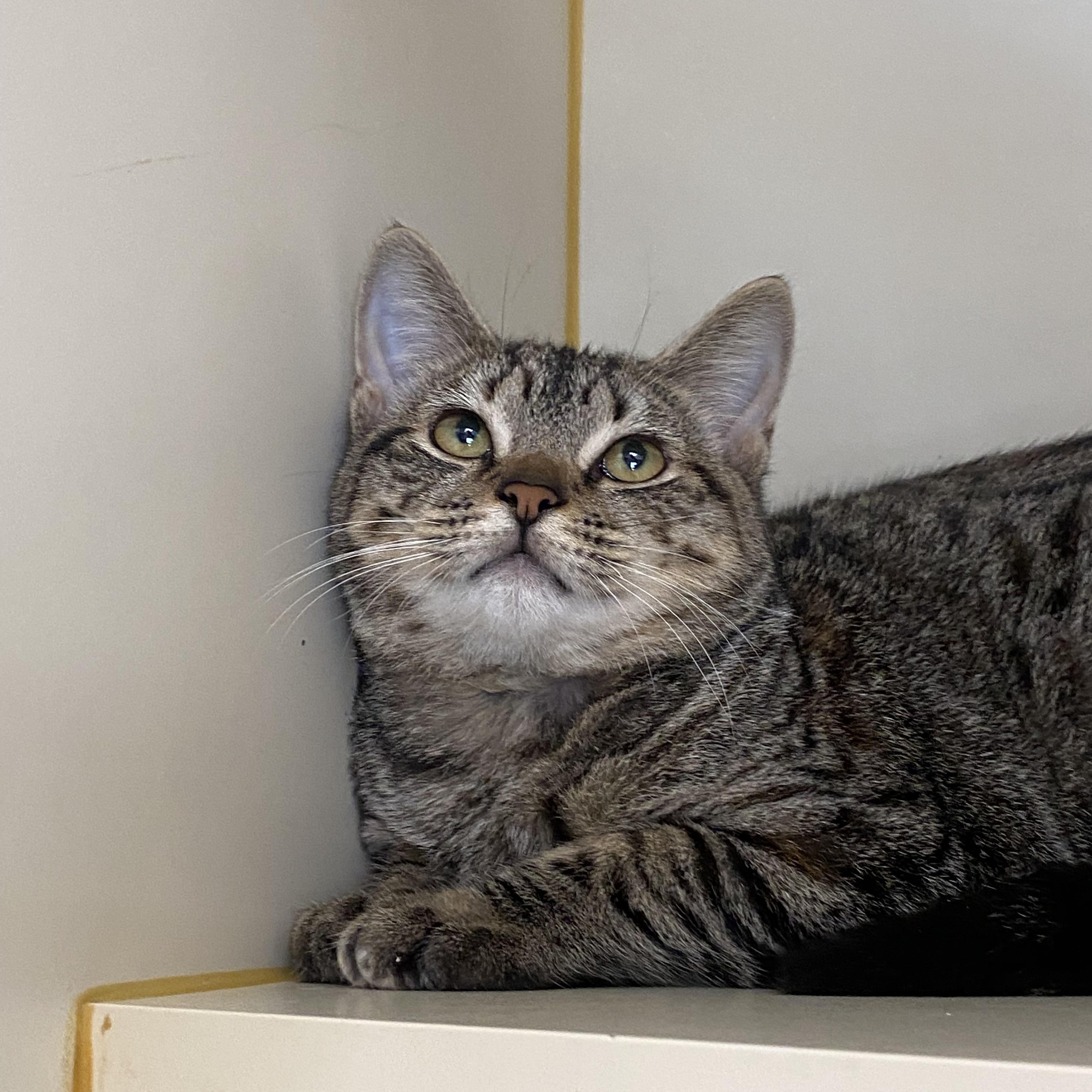 Meanest Kitten in the World, Adoptable, Young Female Domestic Short Hair.