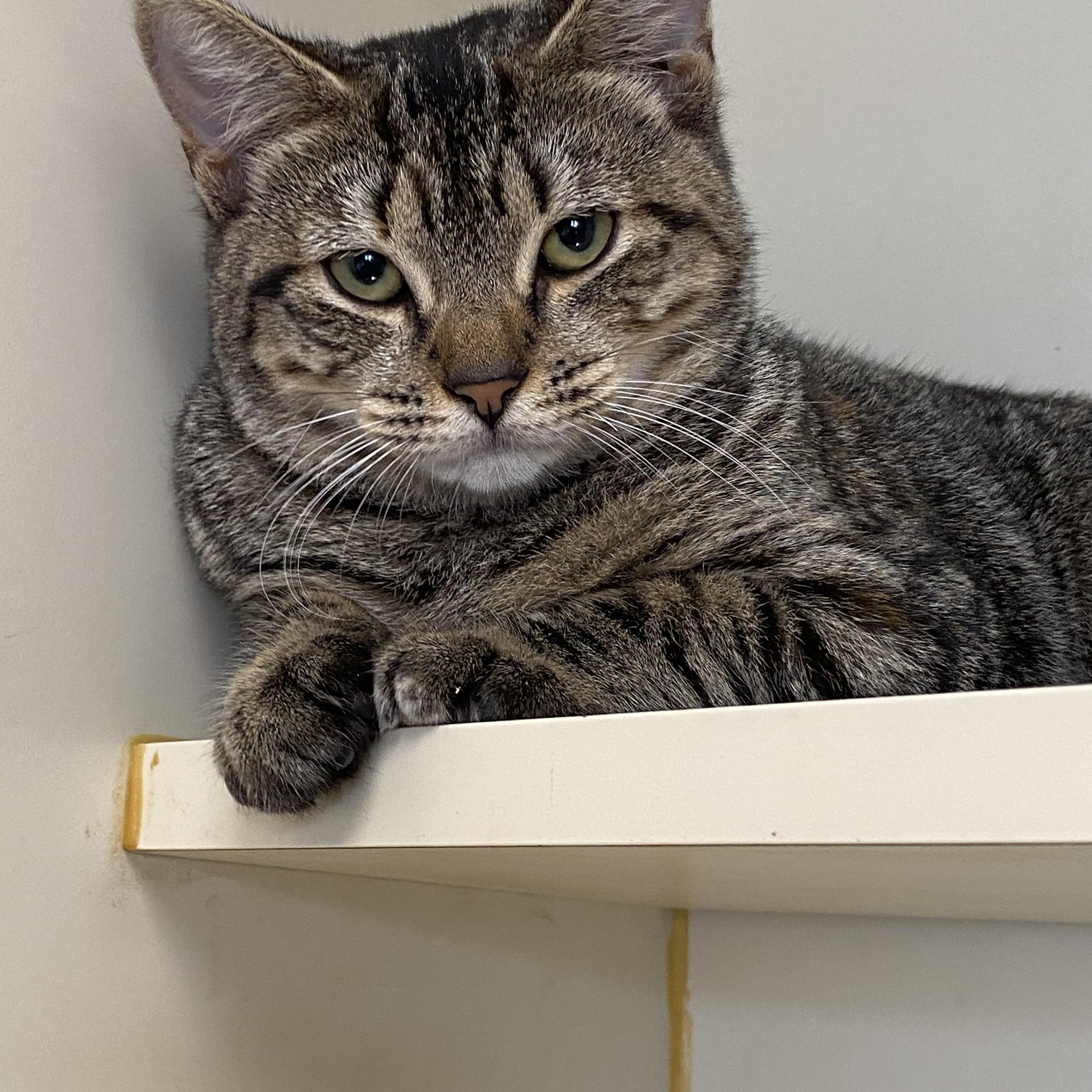 Meanest Kitten in the World, a Adoptable Domestic Short Hair in Somerset, NJ image 2/2