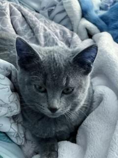 Gandolph, Adoptable, Kitten Male Domestic Short Hair & Domestic Short Hair.