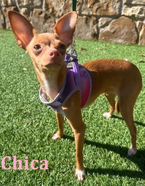 CHICA, adopted, Puppy Female Chihuahua.
