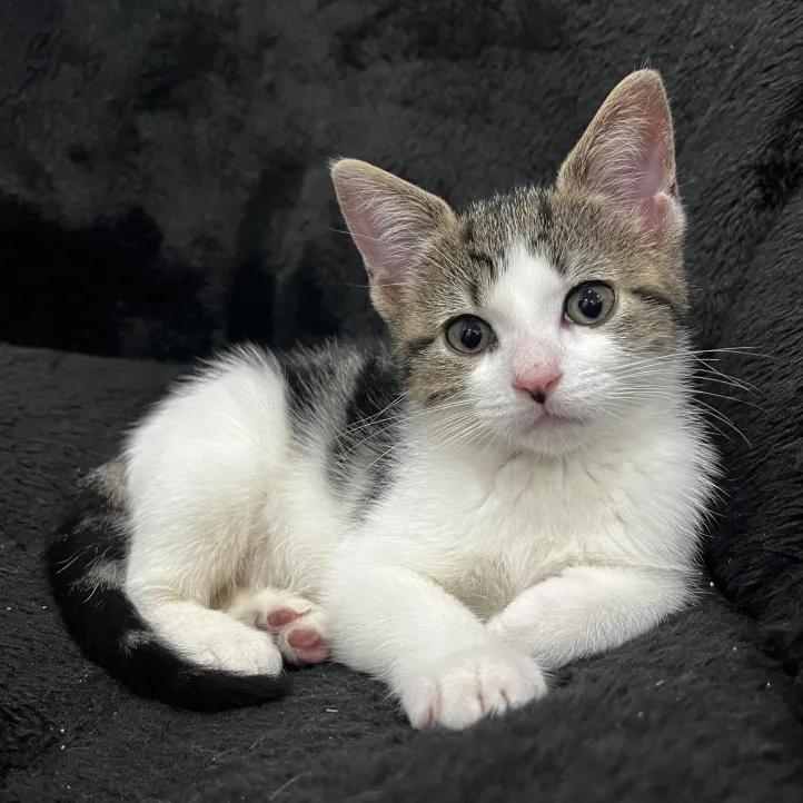 Shania, Young Female Domestic Short Hair