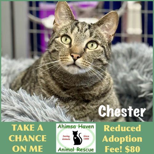 Enlarge Chester, a Adoptable mixed breed in Winchendon, MA image 1/3